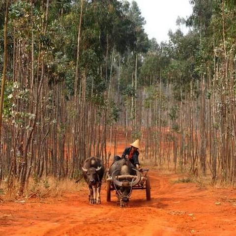 岑溪甘蔗事件持续引发关注，最新消息与深度分析
